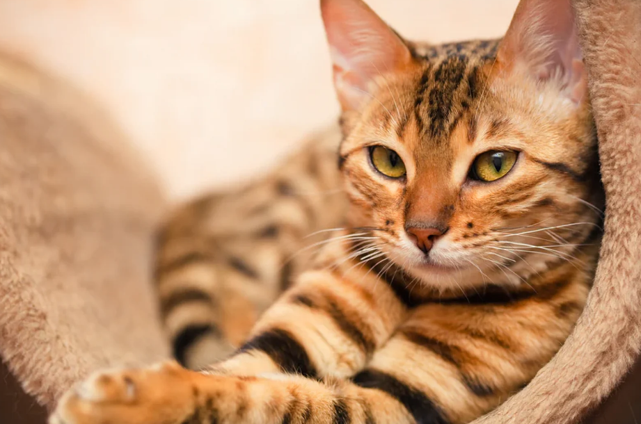 6 Daftar Ras Kucing Terpintar yang Bisa Kamu Pelihara! Nomor 3 Suka Bermain Puzzle!