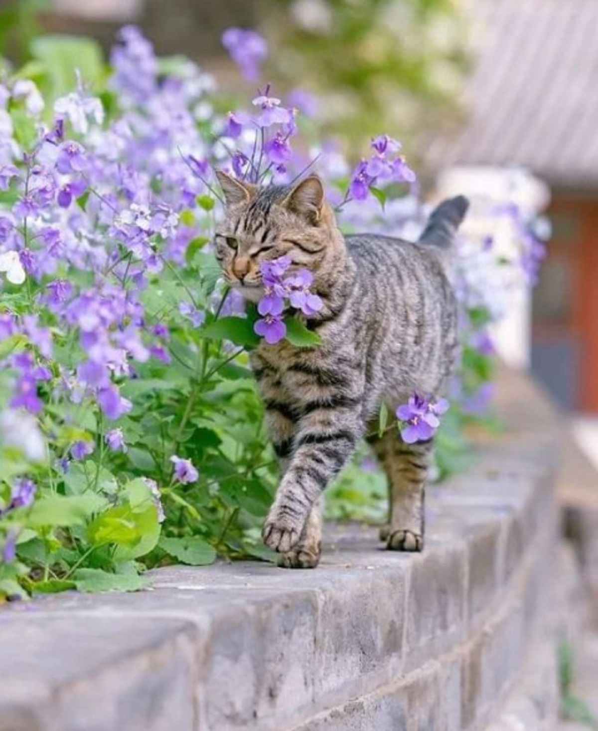 Inilah 7 Bau Tanaman Yang Efektif Untuk Mengusir Kucing Liar Dari Halaman Rumah, Tertarik Untuk Menanamnya?