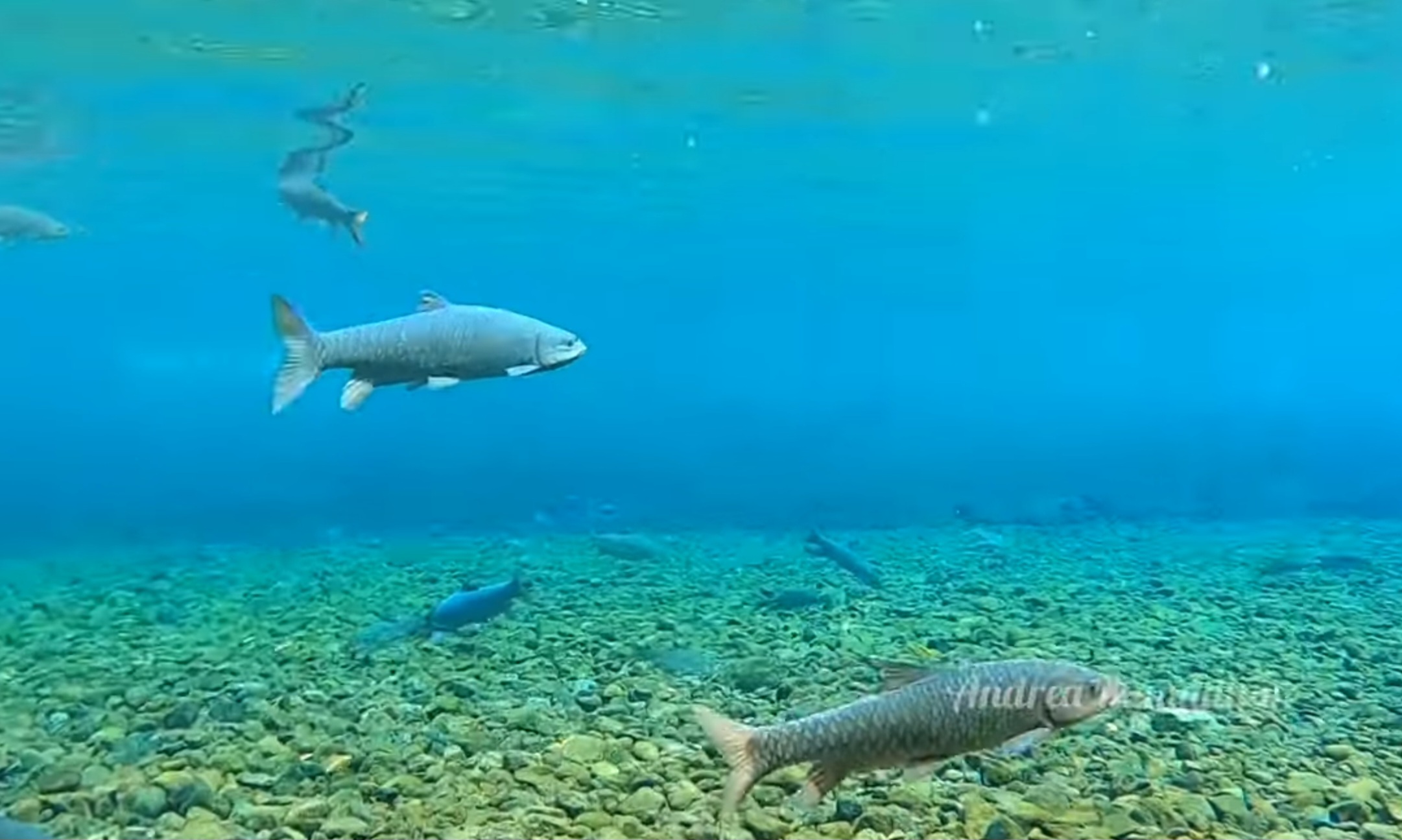 Selain Berenang Bersama Ikan Dewa, Ada Mitos Kepiting Emas di Sumur Cirancana Objek Wisata Cibulan