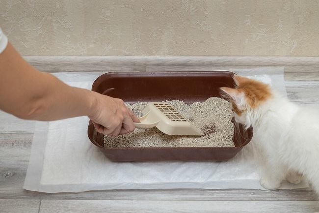 5 Cara Mencegah Bau Kotoran Kucing di Rumah, Kebersihan Kotak Pasir Sangat Penting Diperhatikan Lho!