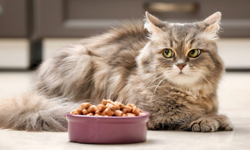 4 Alasan Kucing Tidak Menghabiskan Makan, dan Bahkan Meminta Porsi Baru Pada Kita!
