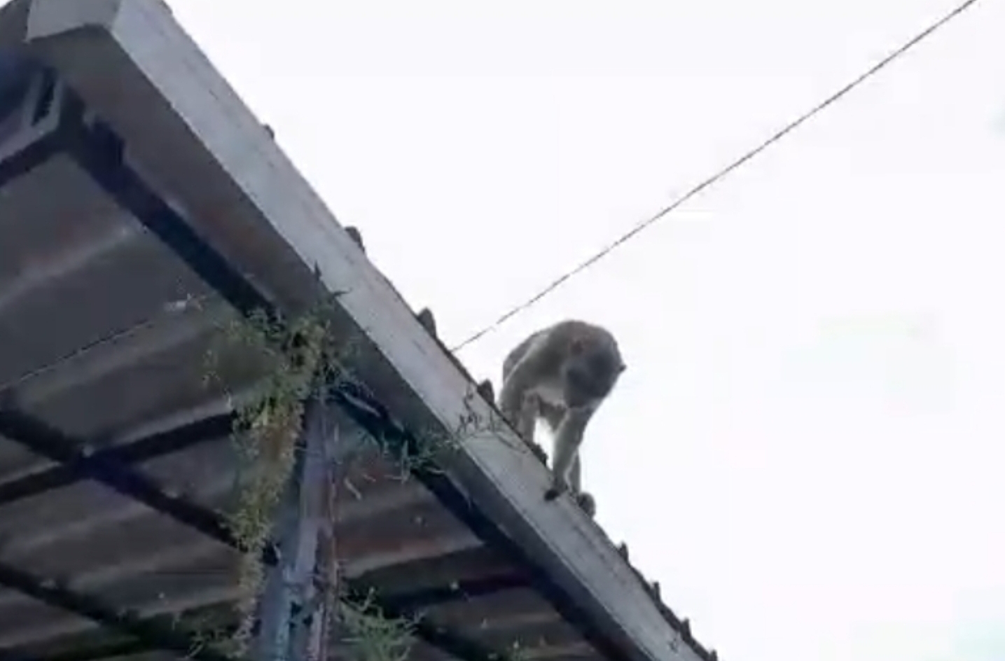 Fenomena Monyet Ekor Panjang Muncul Turun ke Perumahan Warga di Kuningan, Mungkinkah Kelaparan?
