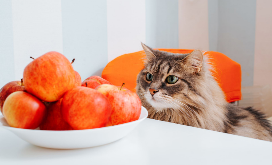 Kucing Boleh Makan Buah? Apa Buah yang Tidak Boleh Dimakan Kucing? Simak Sampai Habis!