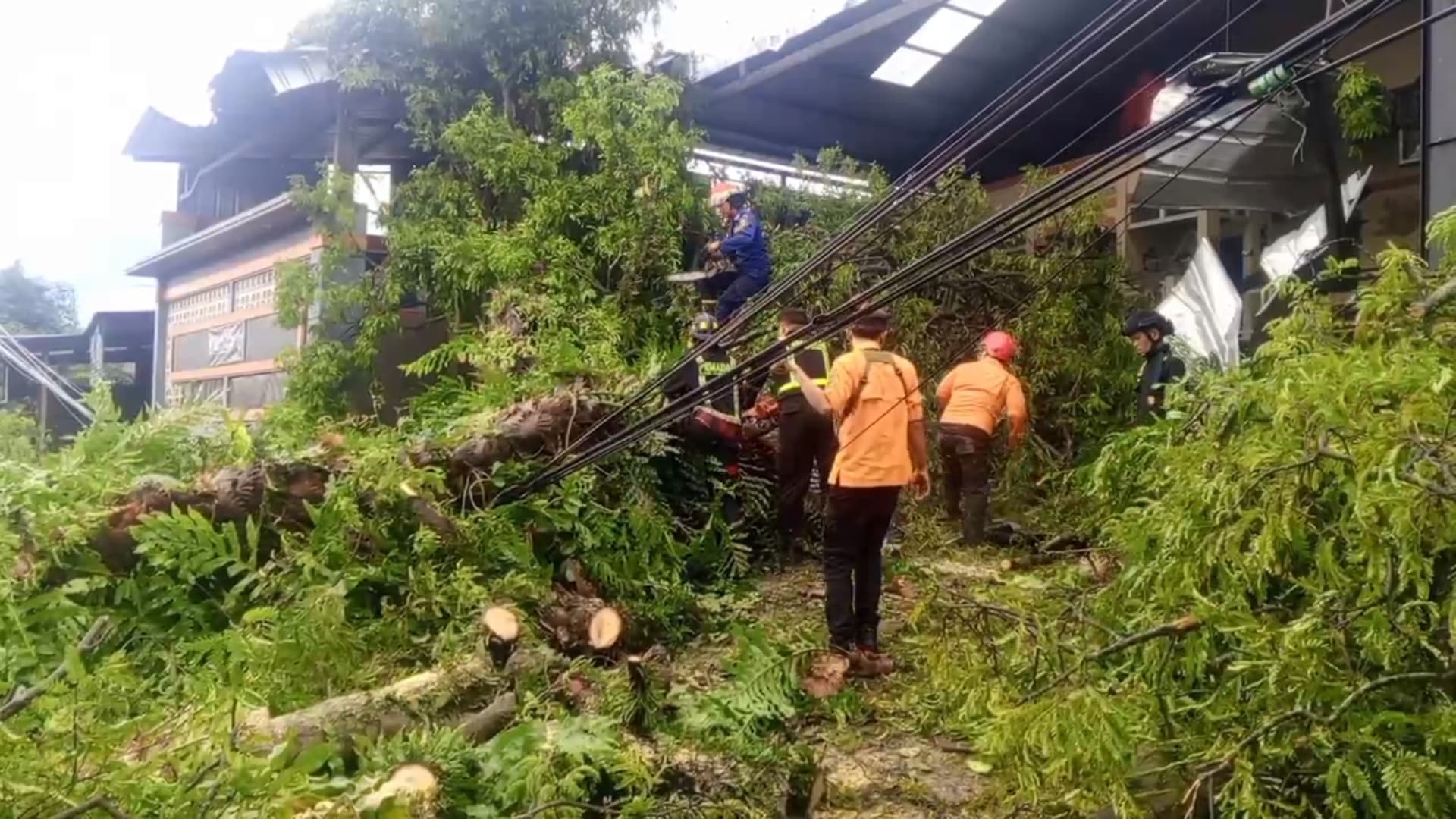 Bukan Lapor Damkar Apalagi ke BPBD Kuningan, Dinas Ini yang Tangani Pohon Membahayakan