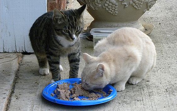 Bikin Gemoy! 6 Makanan Kucing kampung Yang Sehat Dan Cepat Menggemukan