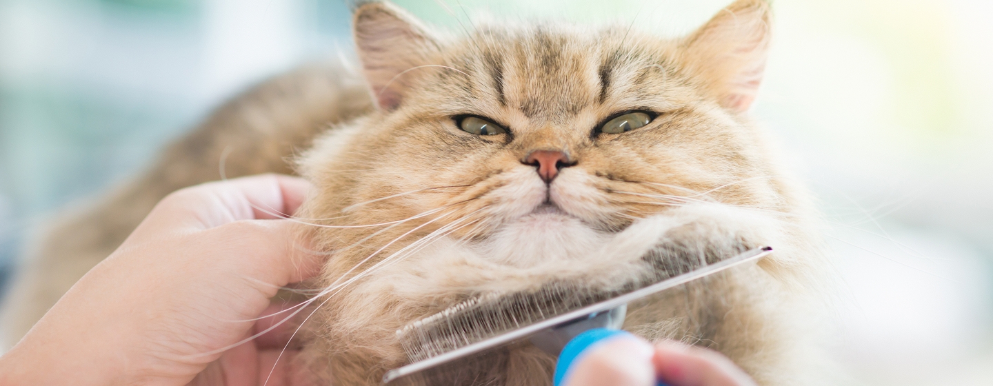 7 Cara Merawat Bulu Kucing Agar Tidak Rontok, Tetap Sehat, dan Terhindar dari Parasit