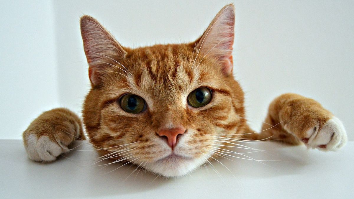 Mata Kucing Ternyata Penuh Makna, Kenali 5 Arti Gerakan Mata Kucing yang Harus Cat Lovers Ketahui