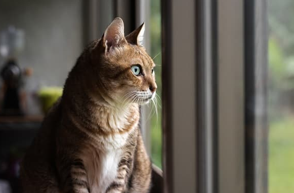 Penting! Ini 6 Panduan Meninggalkan Kucing di Rumah, Agar Kucing Tidak Stres dan Depresi