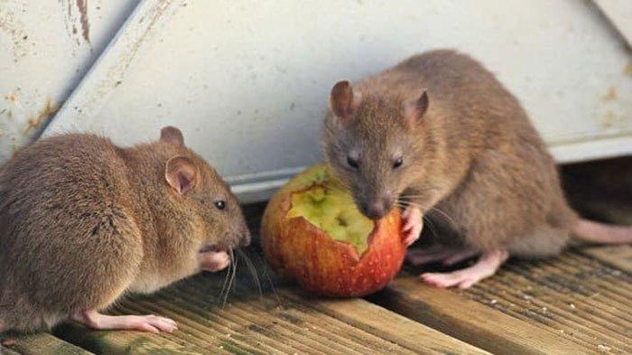 Ini Dia 5 Makanan Kesukaan Tikus di Rumah, Pastika Menutup Rapat-Rapat! Dan Bisa Digunakan Sebagai Umpan