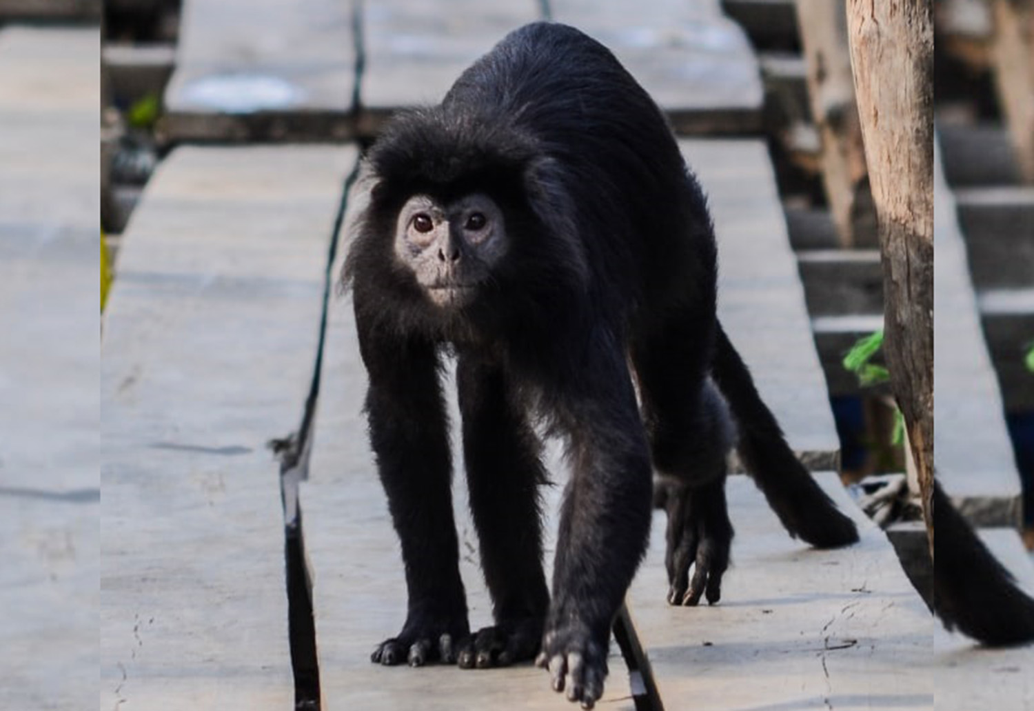 Lutung Jawa Masuk Permukiman, Serang Warga Desa Dukuhmaja