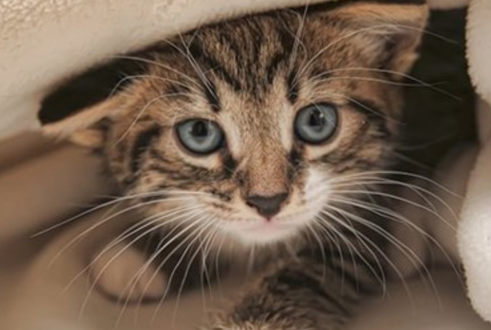 Mitos atau Fakta? Kucing Dapat Mendeteksi Gempa, Begini Tanda yang Muncul