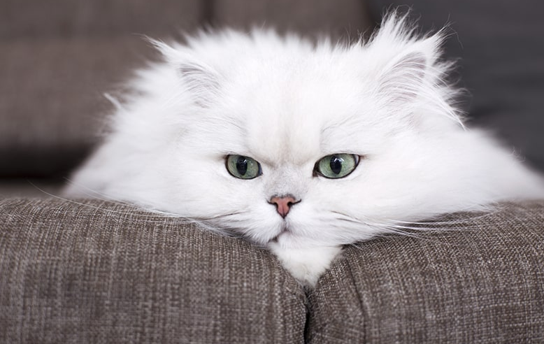 5 Fakta Unik Kucing Putih, yang Sering Dipercaya Membawa Keberuntungan!