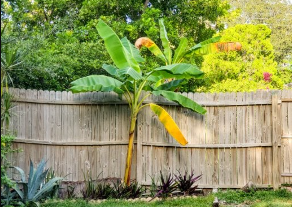 Mengundang Energi Negatif! 5 Tanaman Buah yang Tidak Boleh Ditanam di Depan Rumah, Masih Ada?