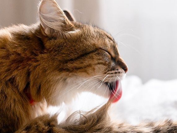 Berikut 4 Tanda Kucing Khawatir dengan Pemiliknya, yang Mungkin Tidak Kamu Sadari! 