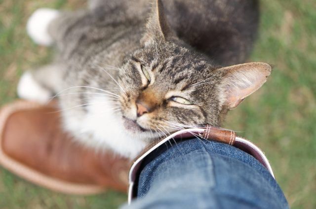 Inilah 4 Alasan Kenapa Kucing Suka Menggosokkan Kepala ke Kita, Bisa Jadi Ia Ingin Memberi Tahu Sesuatu