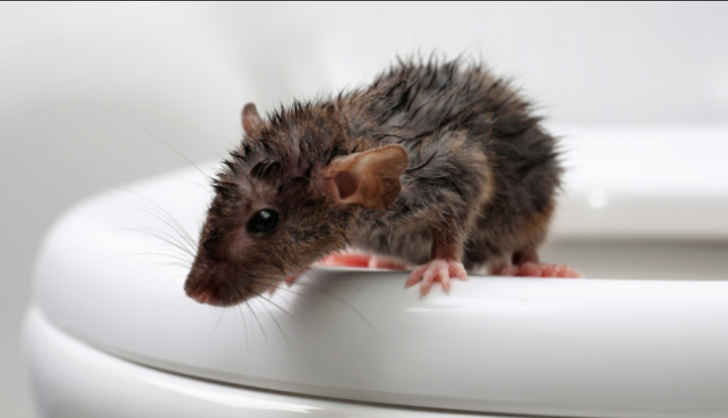 3 Cara Agar Tikus Got Takut Masuk ke Rumah, Tikus Langsung Lari dan Tidak Berani Datang Lagi