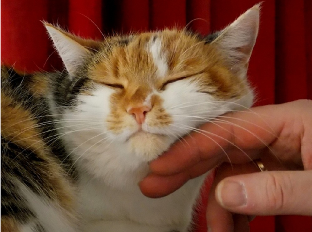Kenali 5 Pertanda Kucing Mencintaimu Sebagai Pemiliknya, Yuk Simak Disini