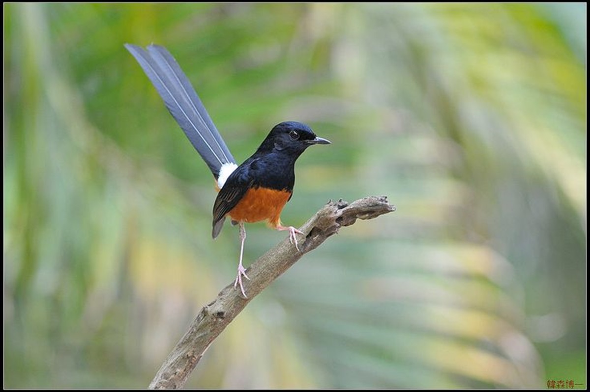 Suka Main Burung? Ini Dia 10 Jenis Burung yang Memiliki Suara Kicauan Merdu, Dijamin Gacor!