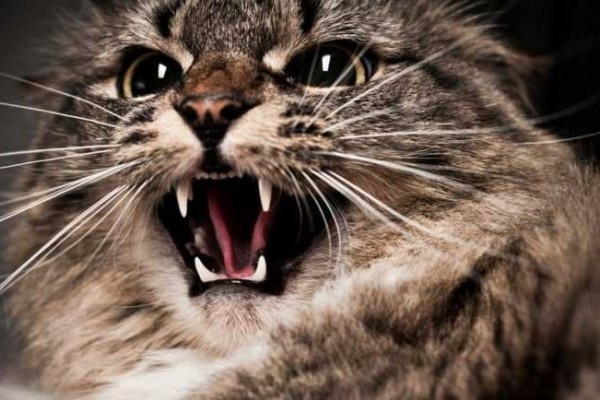 5 Cara Menenangkan Kucing Agresif, Manjur Untuk dilakukan !