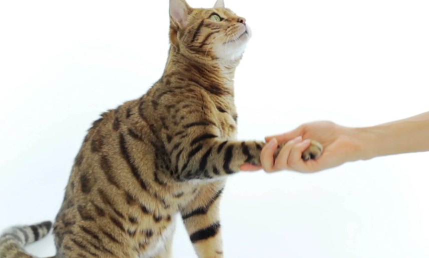 Ini Dia 4 Cara Memelihara Kucing Liar Agar Jinak dan Patuh Pada Pemiliknya, Cocok Bagi Pemula!