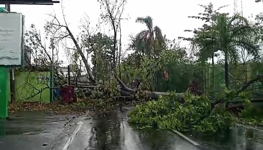 Pohon Tumbang di Jalan Raya Sumber - Cirebon, Akses Lalu Lintas Terganggu