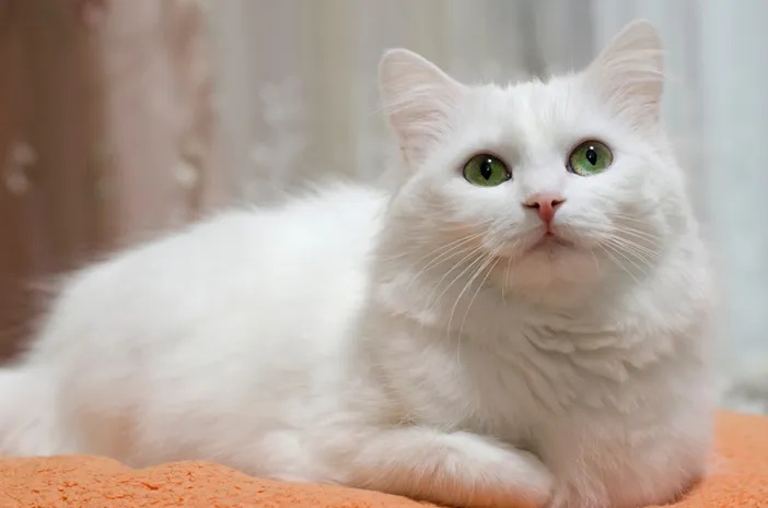Apakah Anda Pernah Diikuti Kucing? Ternyata Menandakan Kucing Sayang dan Cinta Majikan, Inilah 3 Tandanya!