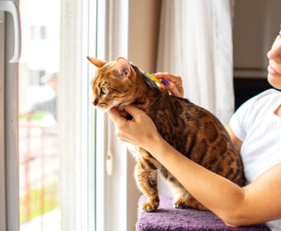 Mau Pelihara Anabul tapi Takut Bau? Inilah 7 Cara Memelihara Kucing agar Tidak Bau di Rumahnya!
