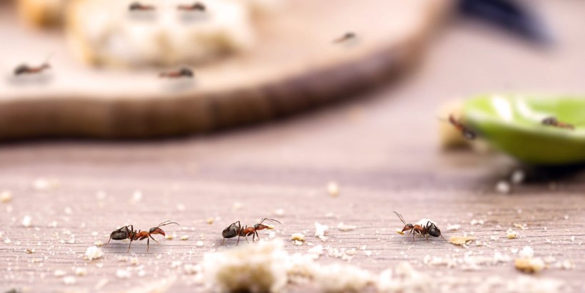 Makananmu Sering Disemutin? Ini 4 Tips Mengusir Semut dari Meja Makan yang Perlu Kamu Tau!