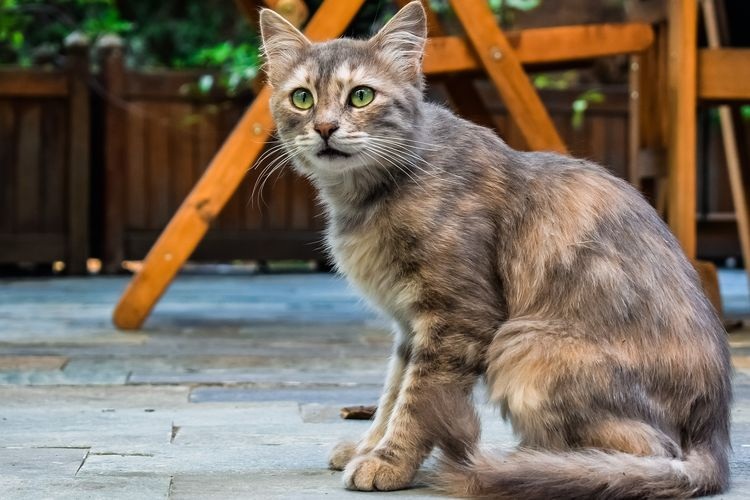 Diberikan Hadiah dan Diikuti Kucing Peliharaan Menjadi Pertanda Apa? Inilah Alasan Kucing yang Sayang Pemilik