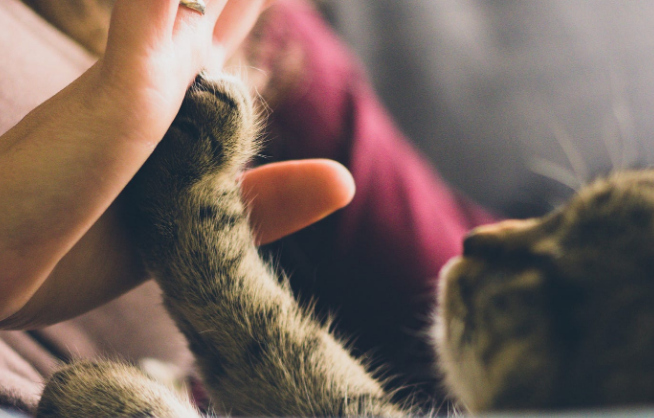 Berikan Kasih Sayang! Berikut adalah 10 Tanda Kucing Sekarat, Serta Cara Merawatnya
