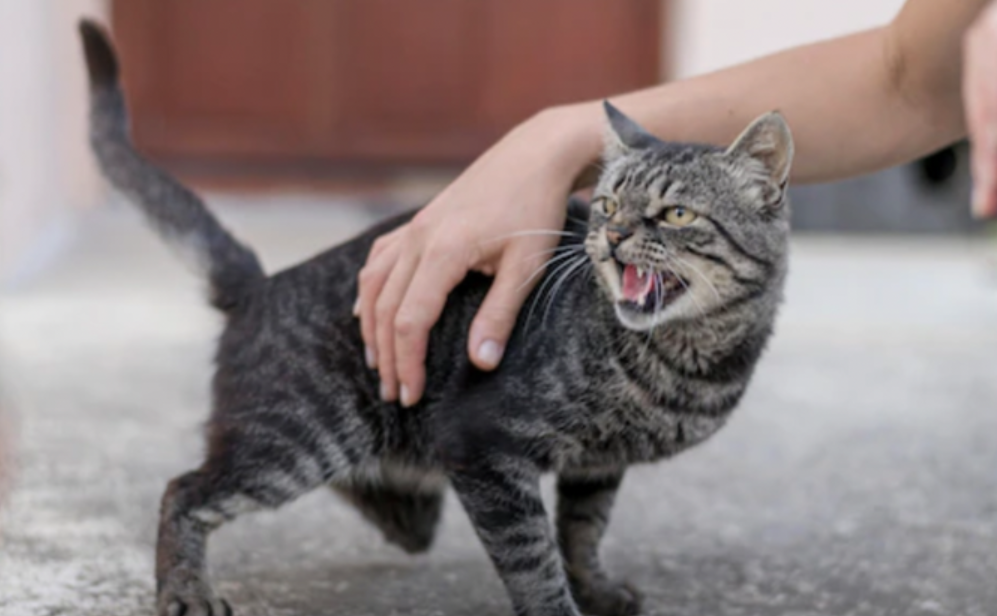 Jangan Coba Sentuh! Inilah 3 Bagian Sensitif pada Kucing dan Bagian yang Bisa Kamu Elus 