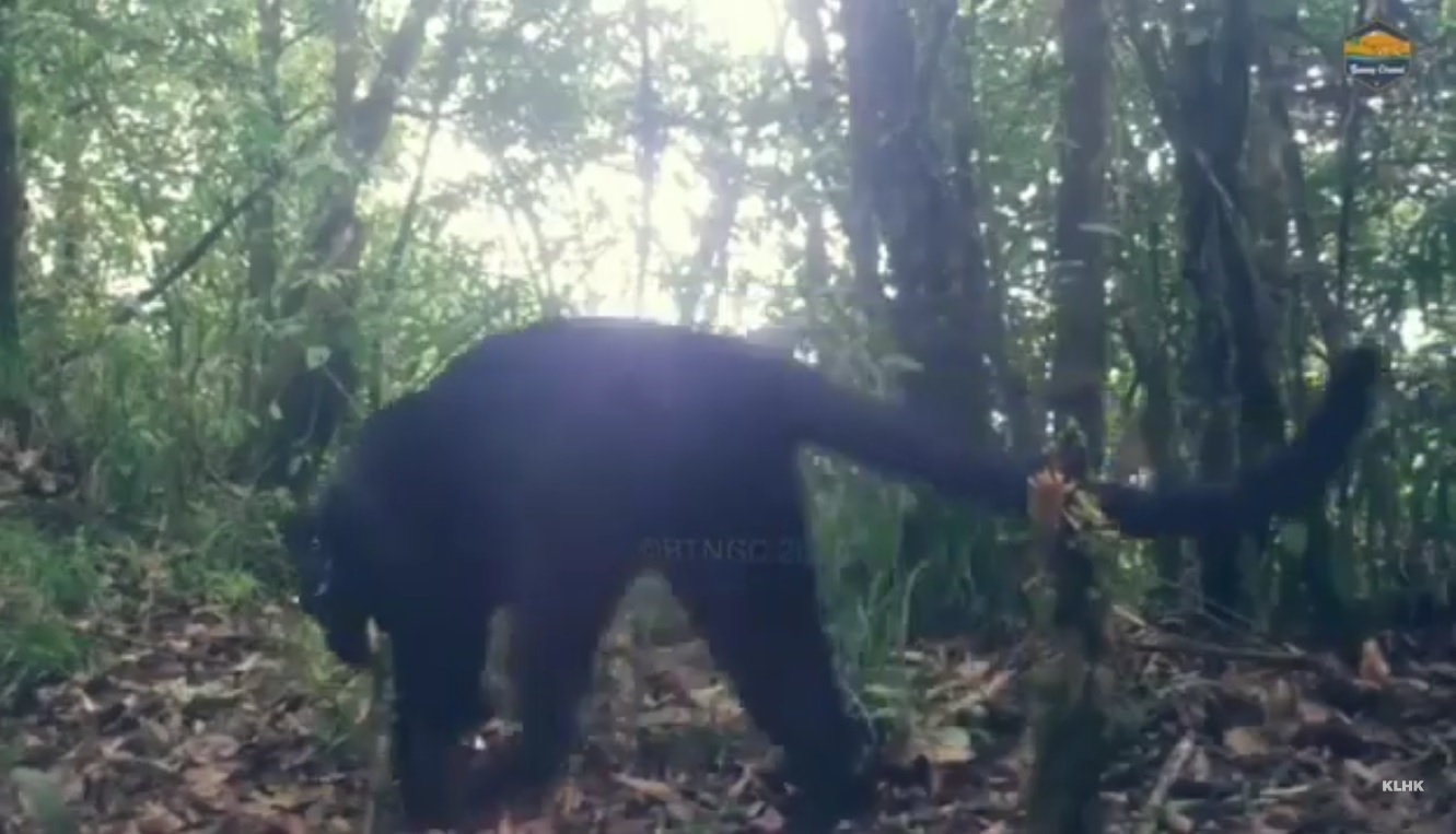 Jejak Macan Tutul Jawa di Gunung Ciremai, Ada Individu yang Baru Terdeteksi, Kalung Rasi Lepas