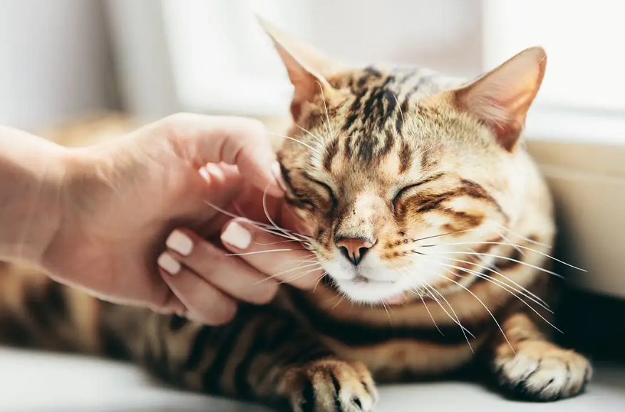 5 Alasan Rahasia Kenapa Kucing Mendengkur, Apakah Tanda Kebahagiaan?