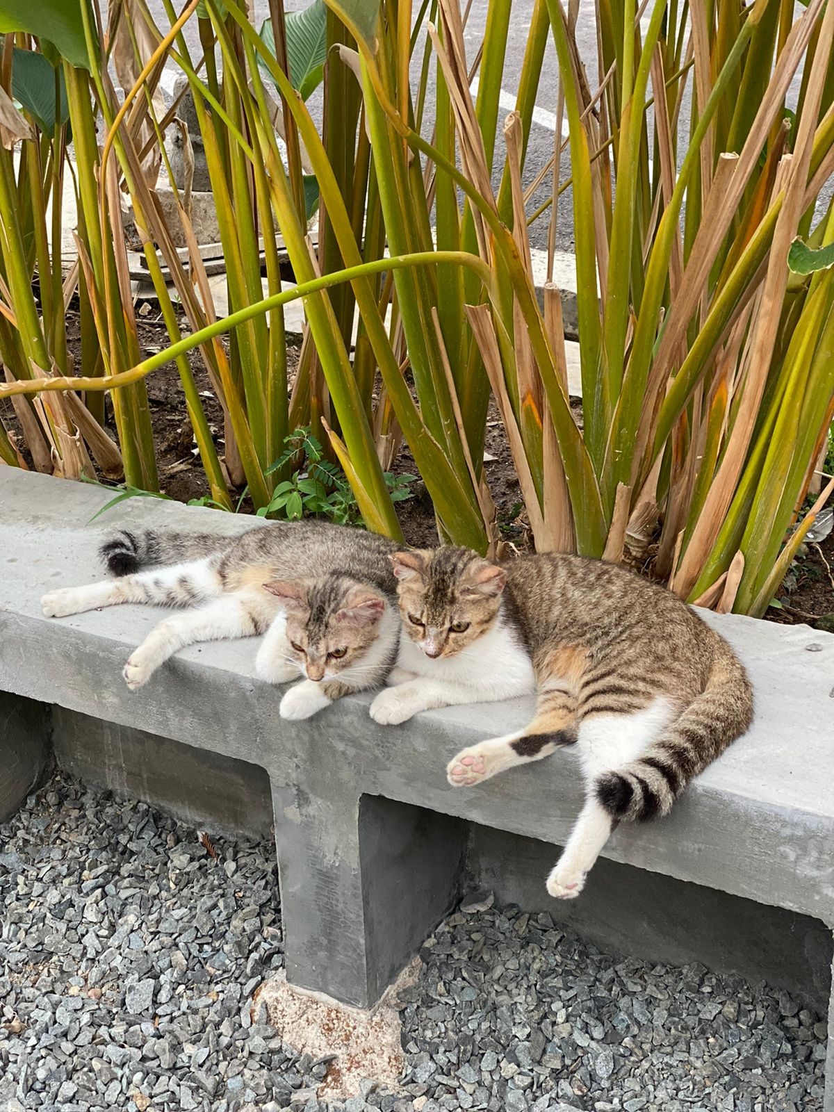 Stop Gunakan Pil KB Manusia Kepada Kucing, Memiliki Dampak Mematikan!