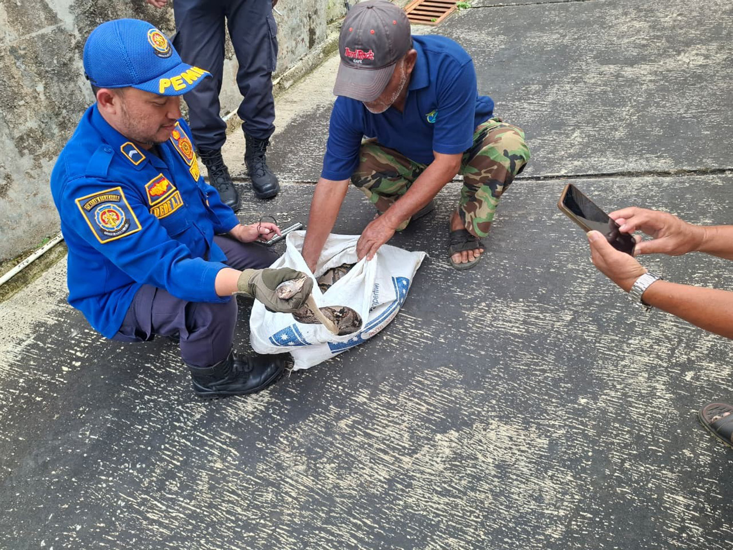 Niat Beri Makan Ayam, Hewan Ternak Warga Cigugur Keburu Dimangsa Ular Sanca