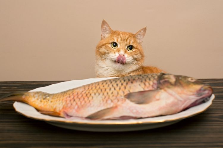 Berbahaya! Jenis Ikan Ini Tidak Boleh Dikonsumsi Oleh Kucing, Bisa Menyebabkan Keracunan
