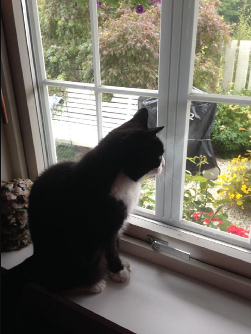 Kenapa Kucing Suka Menatap Jendela Rumah? Yuk Simak Disini 6 Alasan Kucing Suka Menatap Jendela Rumah