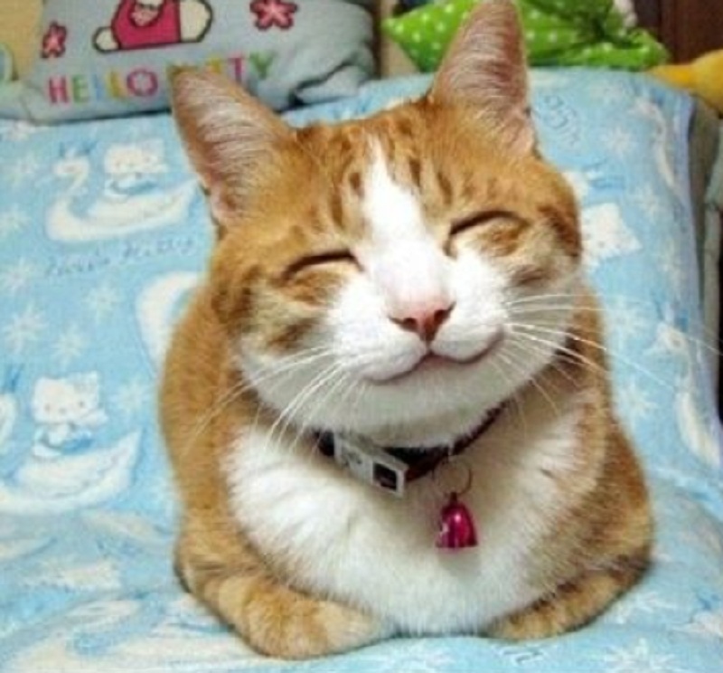 Mengenal 5 Tanda-Tanda Kucing Bahagia di Pelihara Olehmu, Ternyata Ini Lho Yang Membuat Kucing Bahagia!