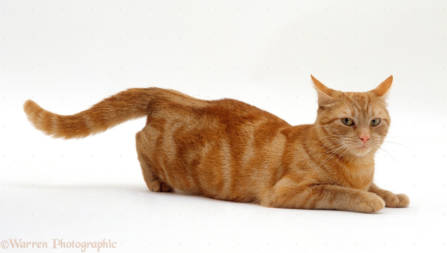 Inilah 5 Perilaku Kucing yang Unik, Apakah Dengan Memakan Rumput Kucing Bisa Kenyang? Loh Ga Bahaya Tah?