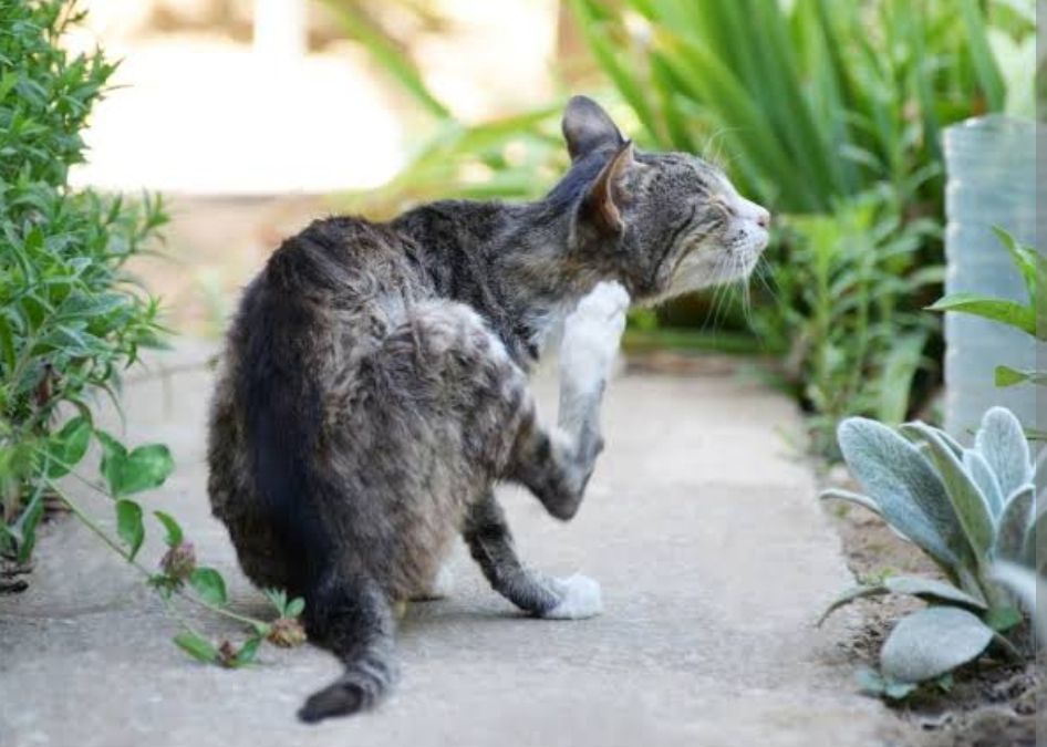 Mengenal Penyakit Kulit Pada Kucing: Gejala, Penyebab, Dan Cara ...