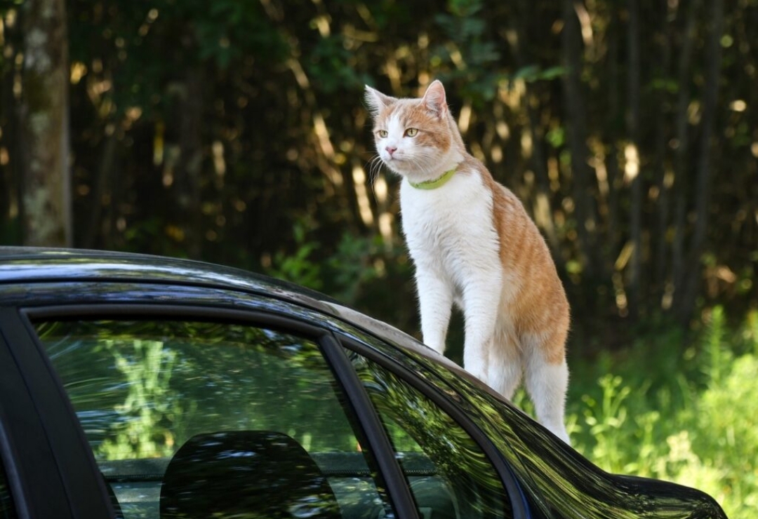 Mobil Baret Gegara Kucing, Simak Cara Ini, Hilang Seketika tanpa ke Bengkel
