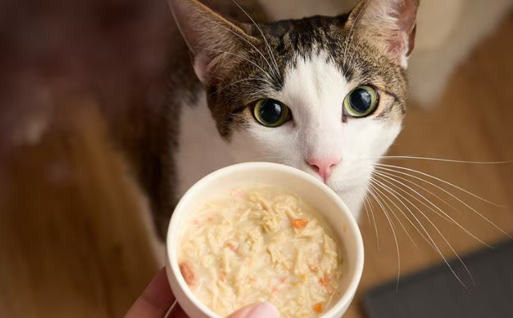 7 Merk Makanan Kucing Basah Murah yang Tidak Bikin Kantong Melorot, Anabul Pasti Suka