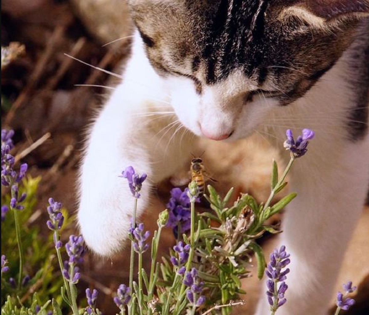 Mengenal 7 Tanaman Yang Paling di Benci Kucing, Cocok Untuk Mengusir Kucing Liar Yang Suka Berak Sembarangan 