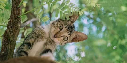 Bikin Kucing Jengkel dan Menjauh! Ini 5 Bau Alami yang Tidak Disukai Kucing, Cara Ampuh Usir Kucing Kampung