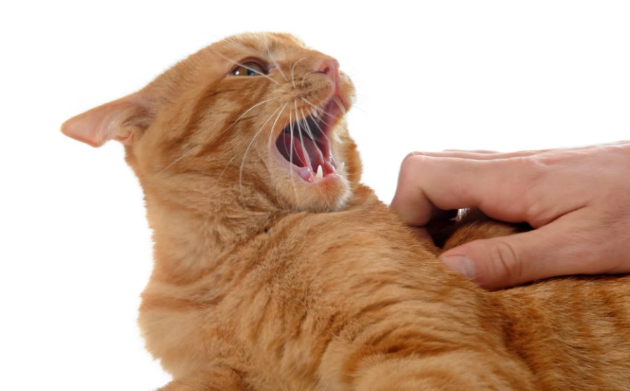 Ternyata Ini 5 Penyabab Tiba-Tiba Kucing Peliharaan Jadi Agresif dan Galak, Hati-Hati Dicakar!