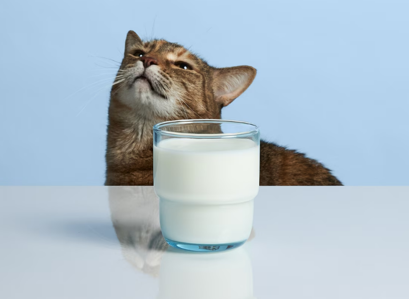 Apakah Susu Frisian Flag Bisa untuk Kucing? Inilah Bahayanya Beri Anabul Makanan Manusia