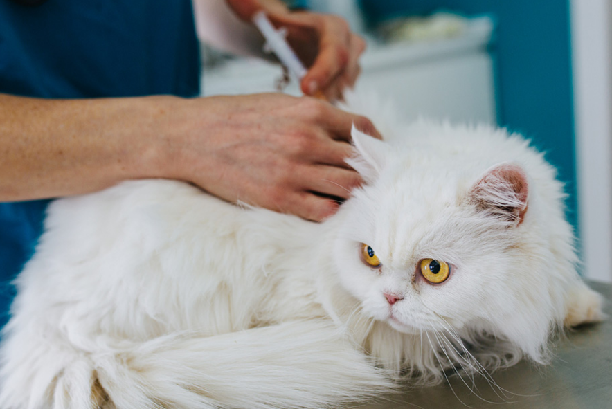 Catlovers Wajib Tau! Ini 5 Cara Mencegah Penyakit Rabies Pada Kucing Peliharaan
