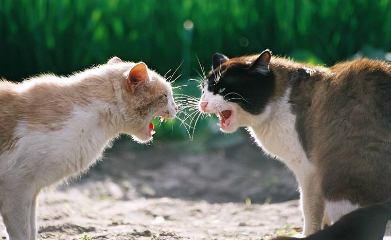5 Cara Menghentikan Kucing Agresif, Agar Tercipta Lingkungan Kucing yang Damai!