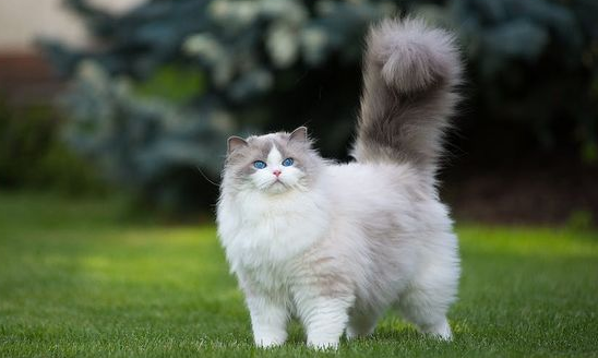 Top 10 Nama Untuk Kucing Anggora Jantan yang Elegan dan Lucu