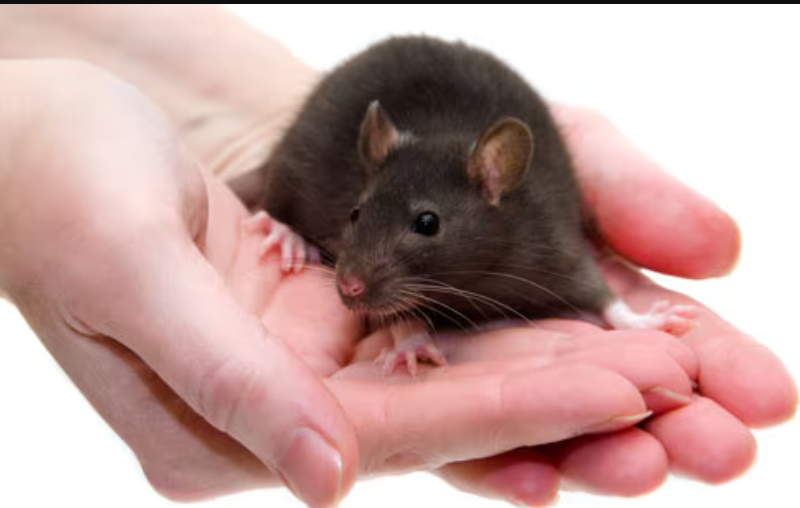 Ini 3 Risiko Penyakitnya, Simak Bahaya Digigit Tikus dan Tips Perawatan yang Tepat agar Tidak Berisiko